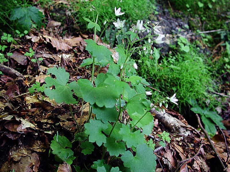  Image name: sassifraga4.jpg 
 width: 800 pixel 
 height: 600 pixel 
 Size: 121287 bytes 
 Click to enlarge 